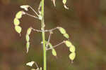 Panicledleaf ticktrefoil